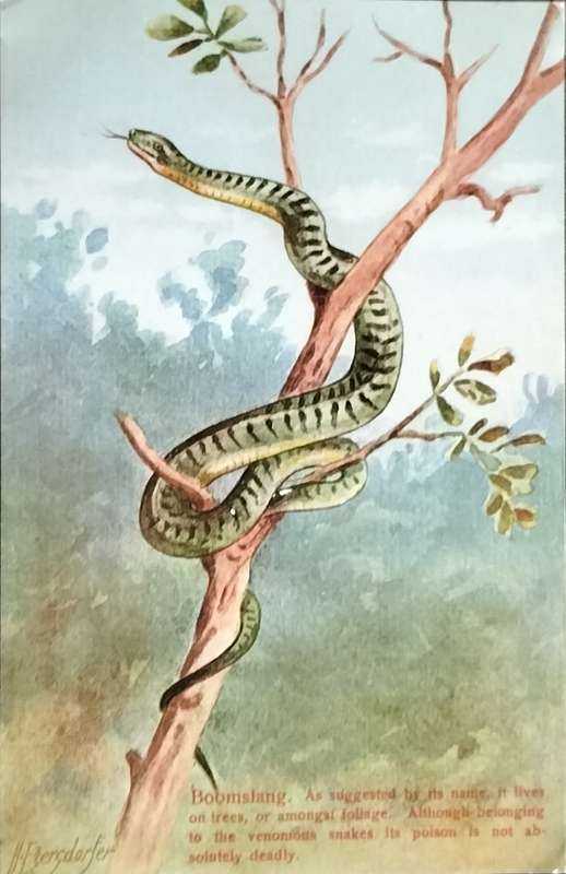 Antique Post Card art by Egersdorfer. Animal series VI, 2