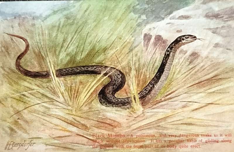 Antique Post Card art by Egersdorfer. Animal series VI, 5