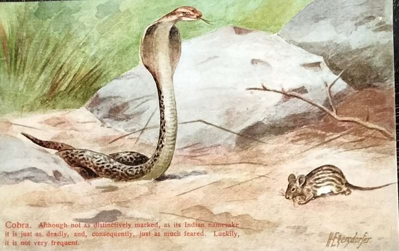 Antique Post Card art by Egersdorfer. Animal series VI, 3