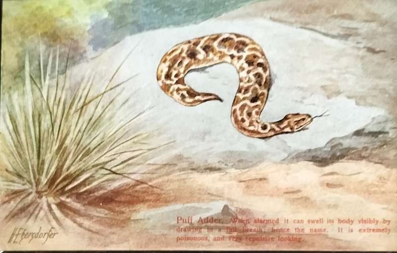 Antique Post Card art by Egersdorfer. Animal series VI, 4