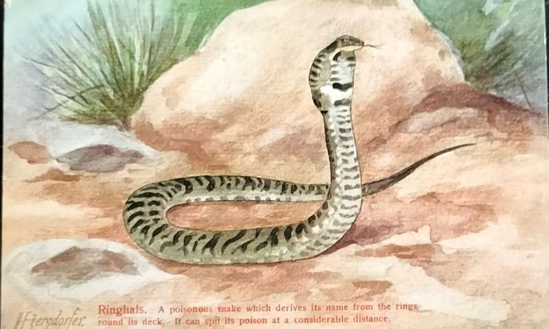 Antique Post Card art by Egersdorfer. Animal series VI, 1