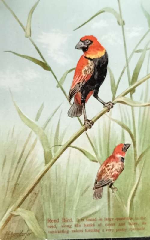 Antique Post Card art by Egersdorfer. Animal series IV, 6