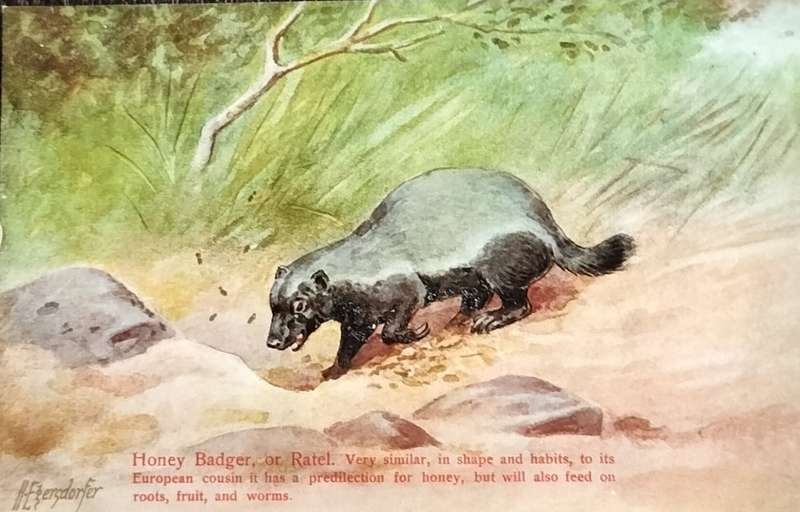Antique Post Card art by Egersdorfer. Animal series II, 5
