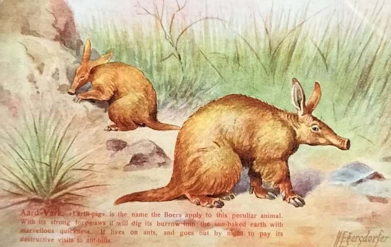 Antique Post Card art by Egersdorfer. Animal series II, 1