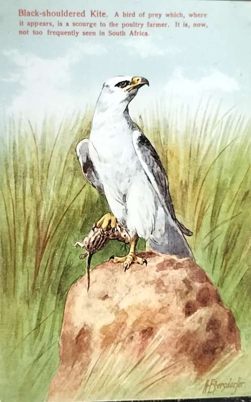 Antique Post Card art by Egersdorfer. Animal series III, 5