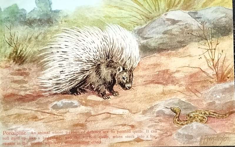 Antique Post Card art by Egersdorfer. Animal series III, 3