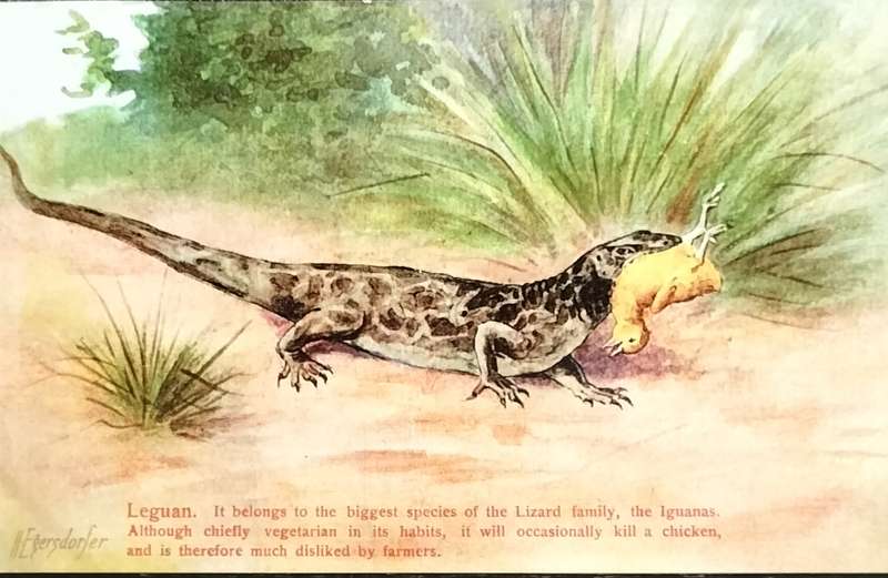 Antique Post Card art by Egersdorfer. Animal series III, 2