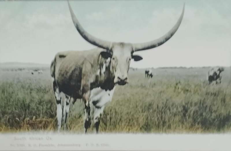Vintage Post card - South African Ox