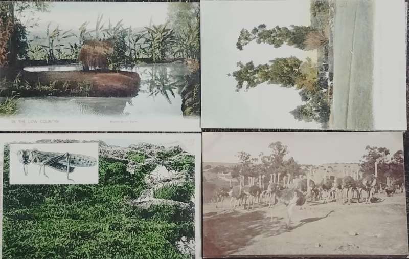 Vintage Post card - South African themed (x4)