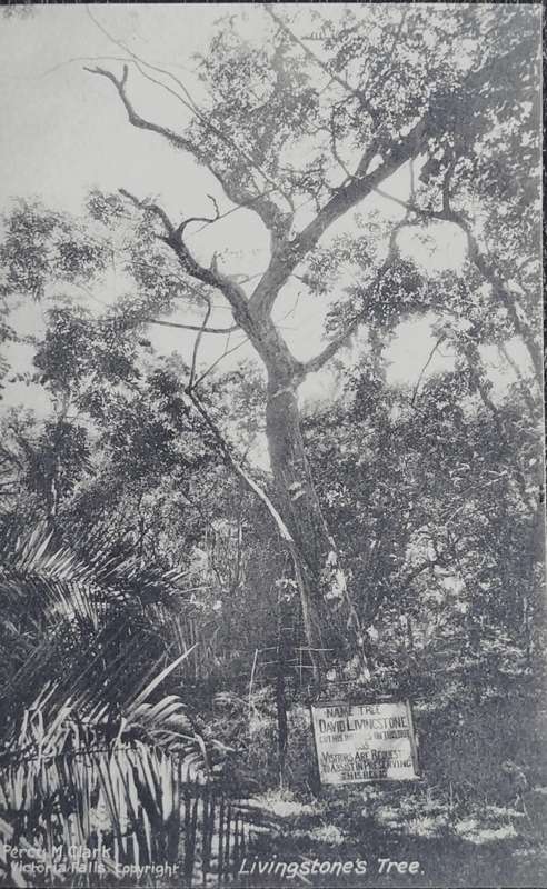 Vintage Post card - Rhodesia - Livingstone Tree Vic Falls