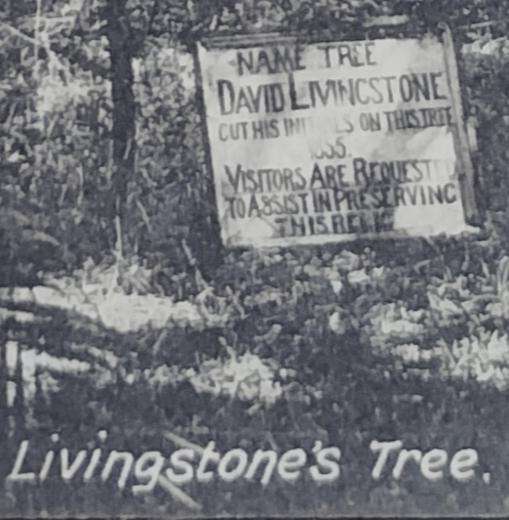 Vintage Post card - Rhodesia - Livingstone Tree Vic Falls