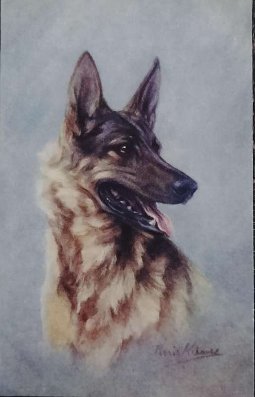 Vintage Tuck's Post card - Dog