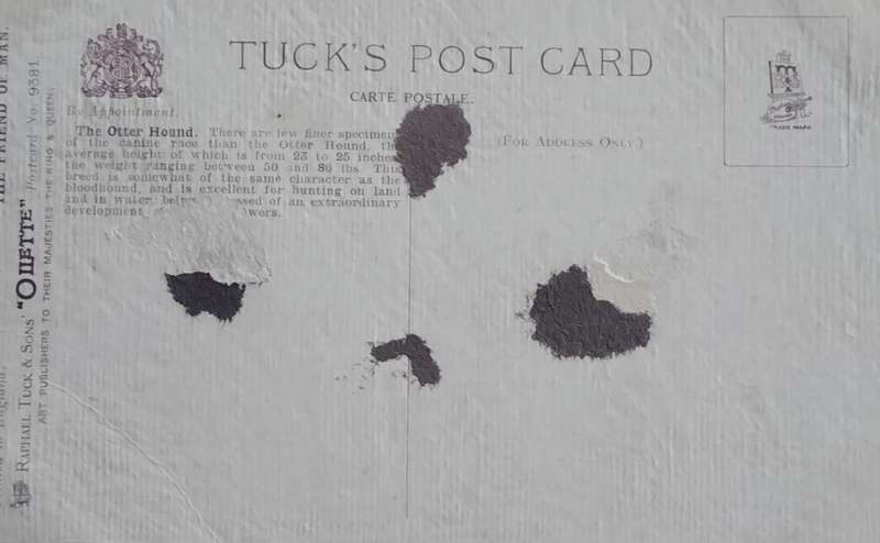 Vintage Tuck's Post card - Dogs (Otter Hounds)