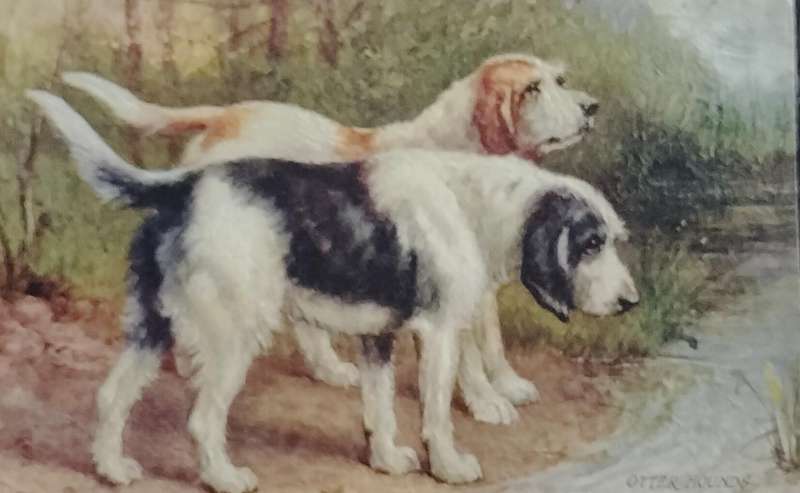 Vintage Tuck's Post card - Dogs (Otter Hounds)