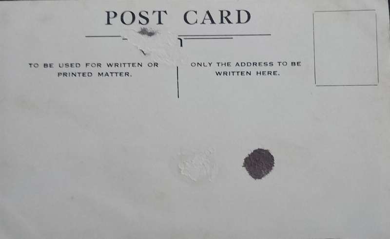 Vintage Post card - Dogs