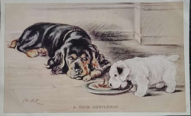 Vintage Post card - Dogs