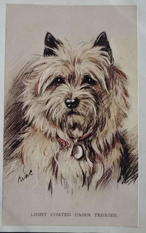 Vintage Post card - Dog
