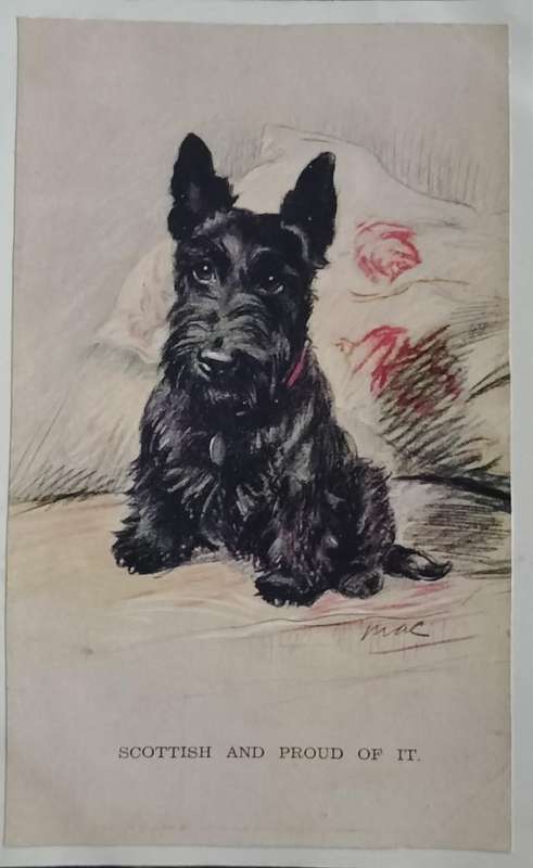 Vintage Post card - Dog (Scottish Terrier)