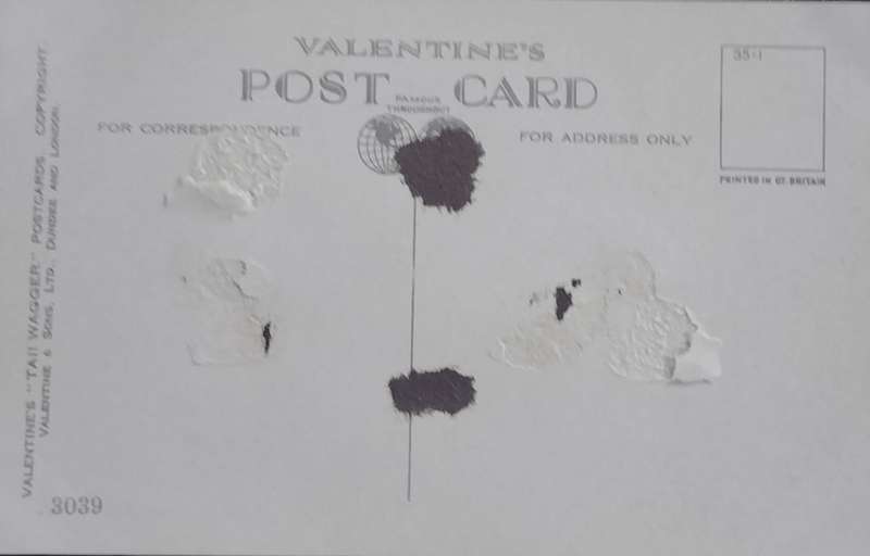 Vintage Post card - Dog (Lakeland Terrier)