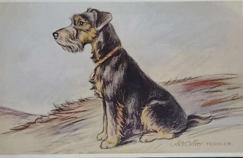 Vintage Post card - Dog (Lakeland Terrier)