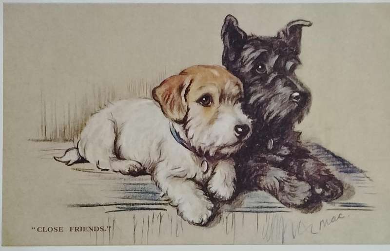 Vintage Post card - Dogs
