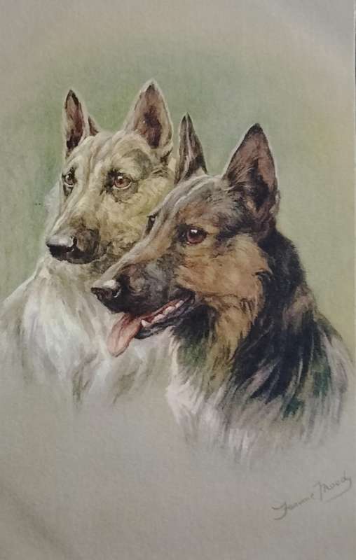 Vintage Post card - Dogs