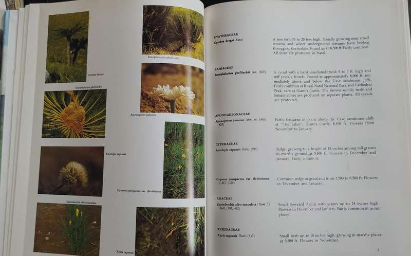 Wild flowers of the Natal Drakensberg (Trauseld, 1969)