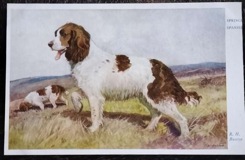 Vintage Post Card - Dogs