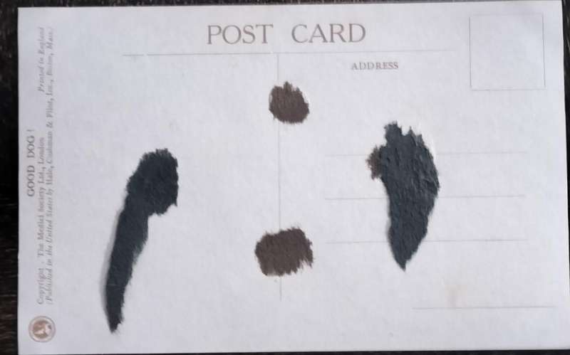 Vintage Post Card - Dogs