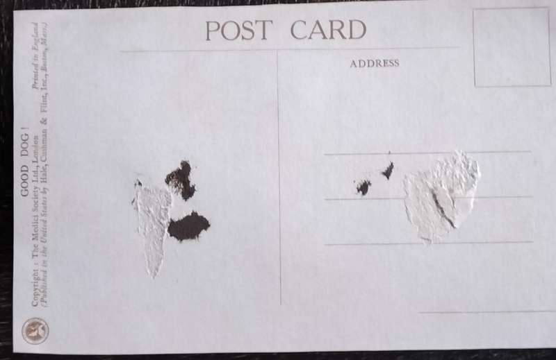 Vintage Post Card - Dogs