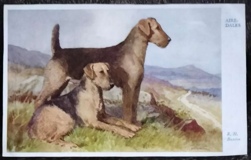 Vintage Post Card - Dogs