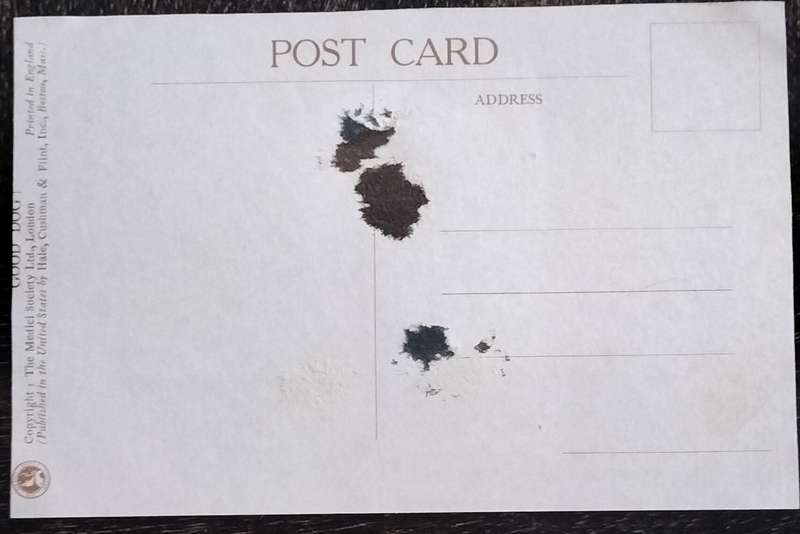 Vintage Post Card - Dogs