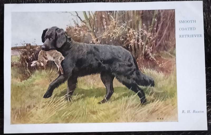 Vintage Post Card - Dogs