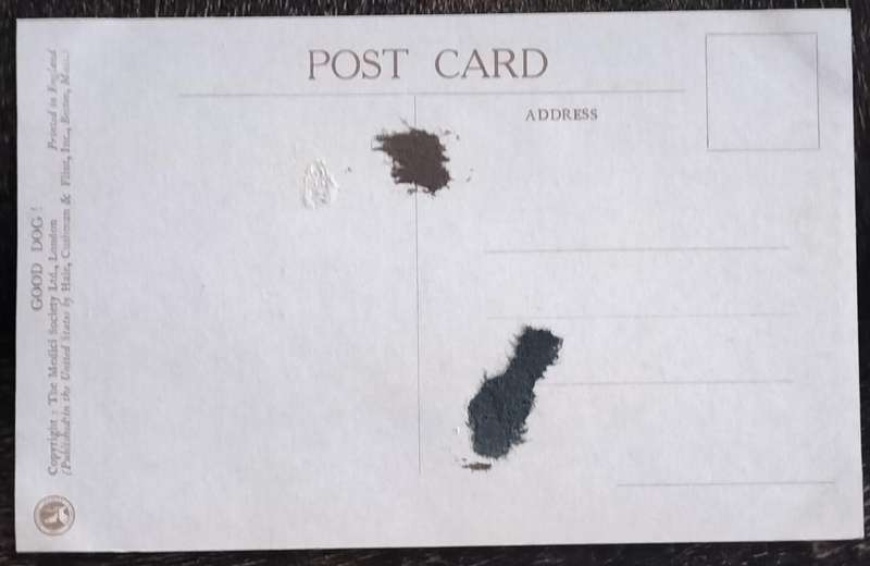 Vintage Post Card - Dogs