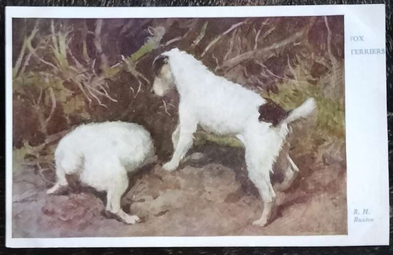 Vintage Post Card - Dogs