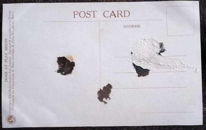 Vintage Post Card - Dogs