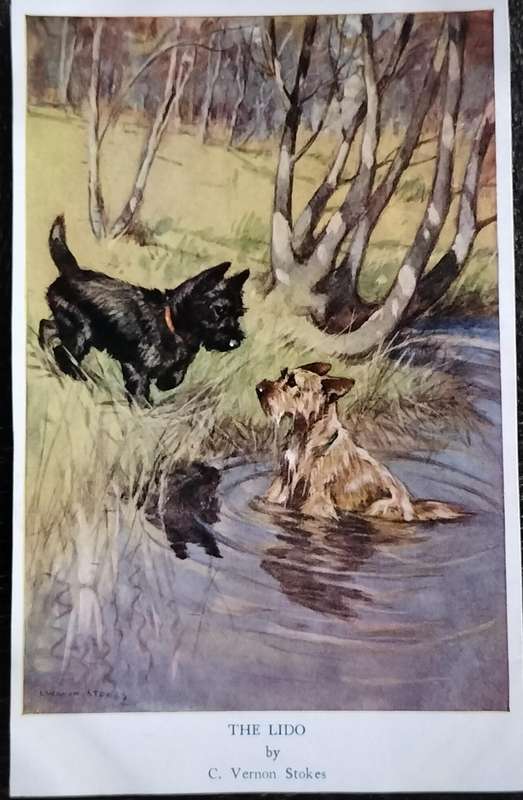 Vintage Post Card - Dogs