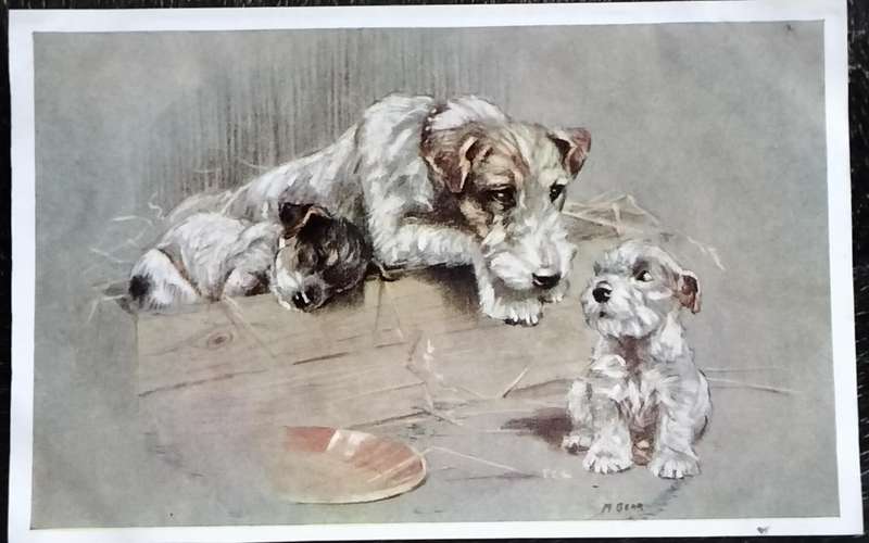 Vintage Post Card - Dogs