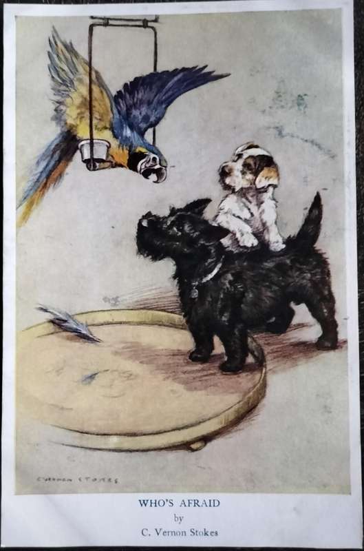 Vintage Post Card - Dogs