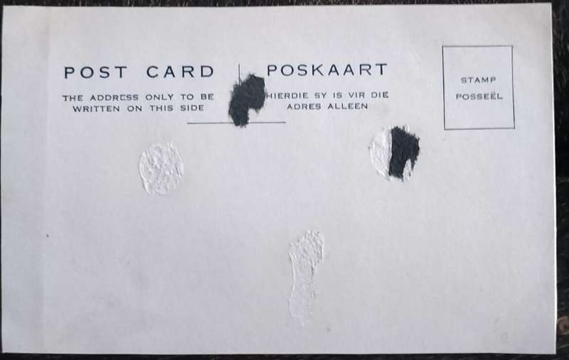 Vintage Post Card - Dogs