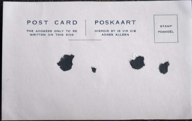 Vintage Post Card - Dogs
