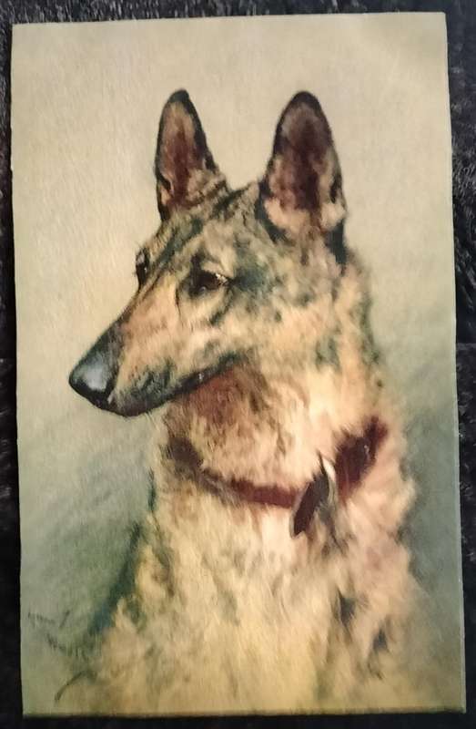 Vintage Post Card - Dogs