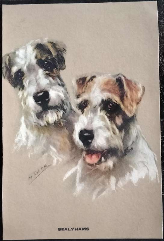 Vintage Post Card - Dogs