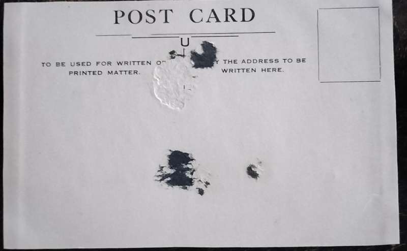Vintage Post Card - Dogs