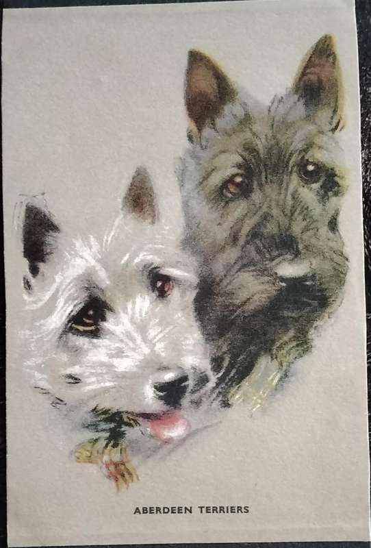 Vintage Post Card - Dogs