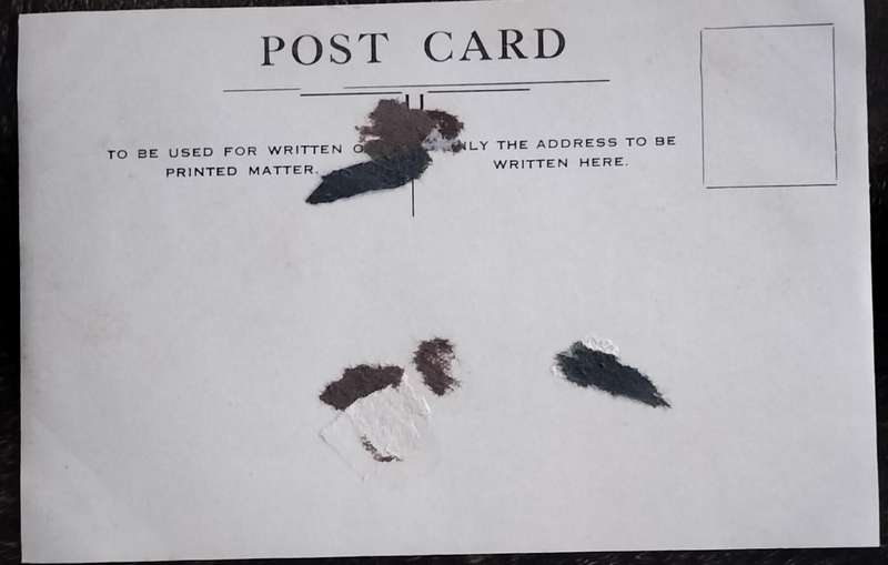 Vintage Post Card - Dogs