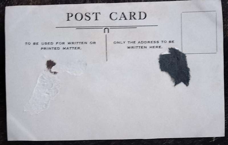 Vintage Post Card - Dogs