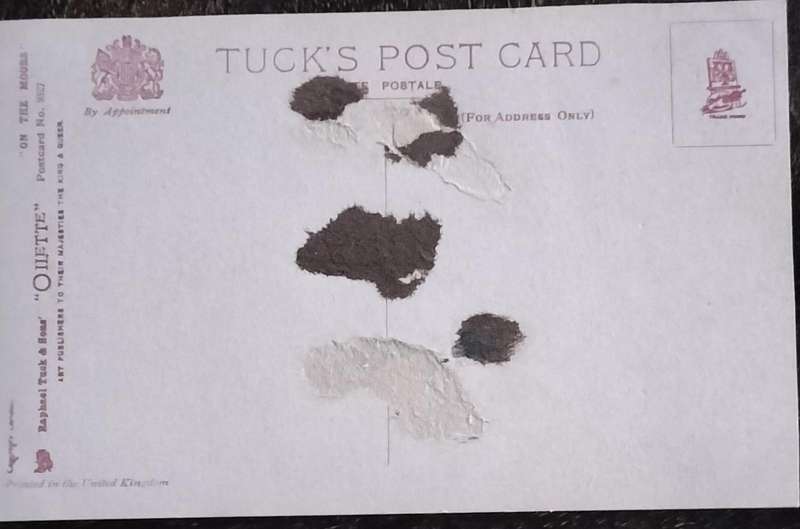 Vintage Post Card - Dogs