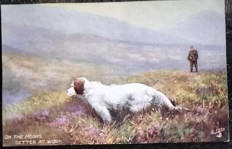 Vintage Post Card - Dogs