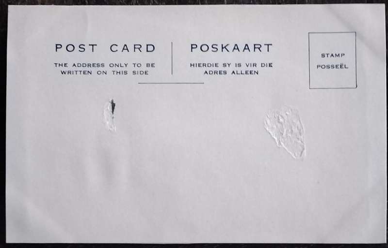 Vintage Post Card - Dogs